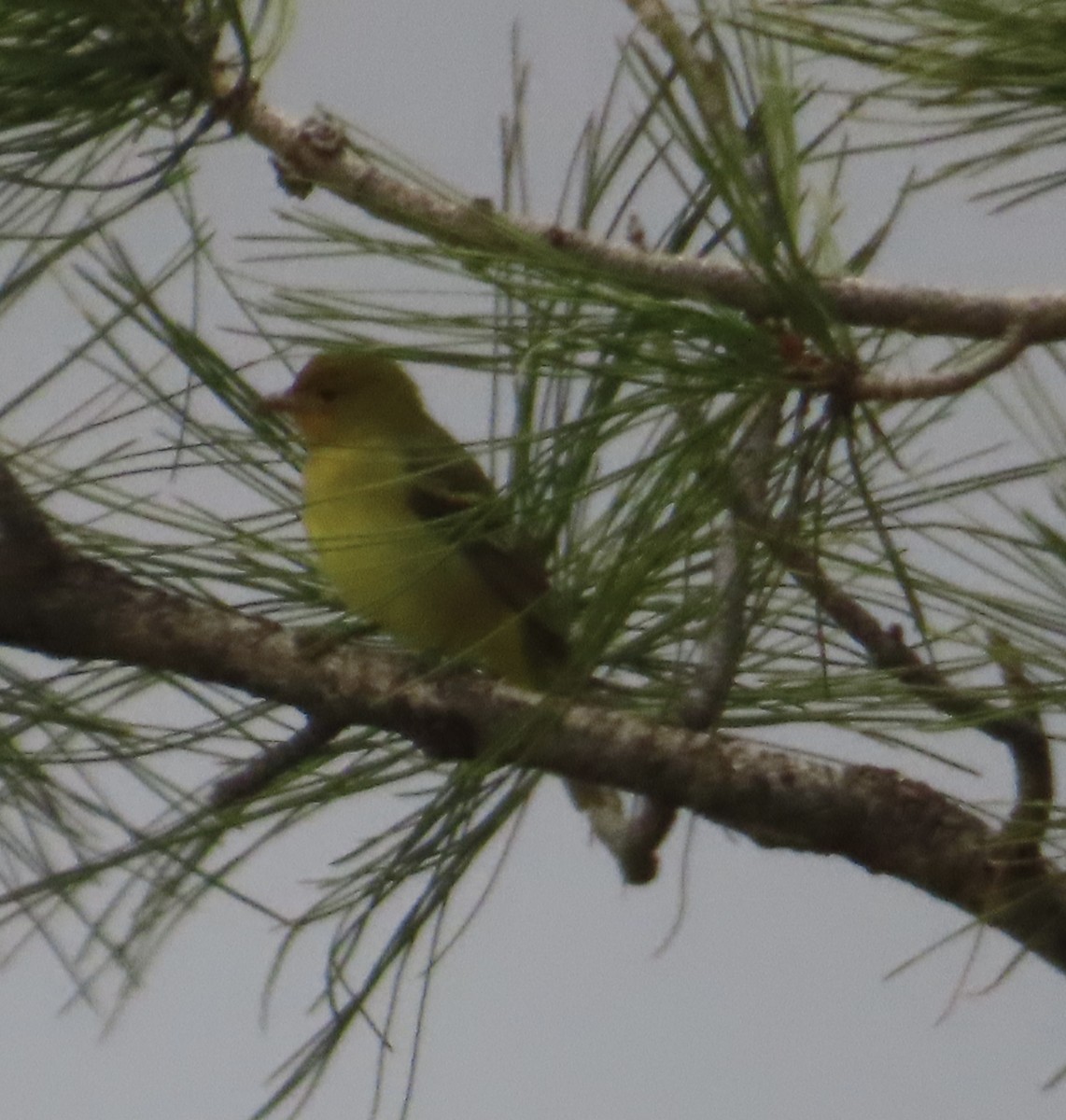 Western Tanager - ML619095865