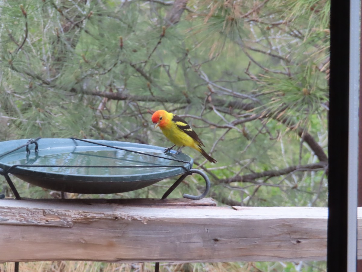Western Tanager - ML619095867