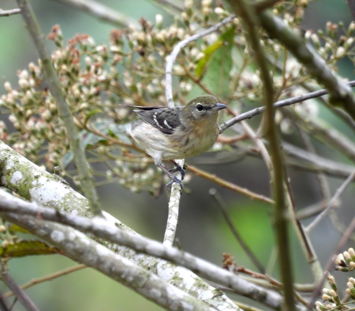 Bay-breasted Warbler - ML619095905