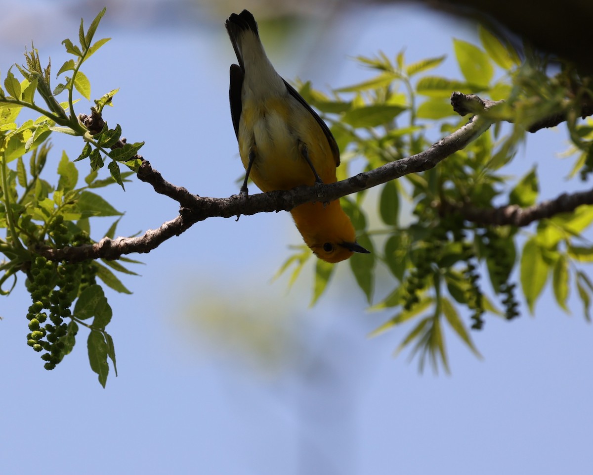 Prothonotary Warbler - ML619095908