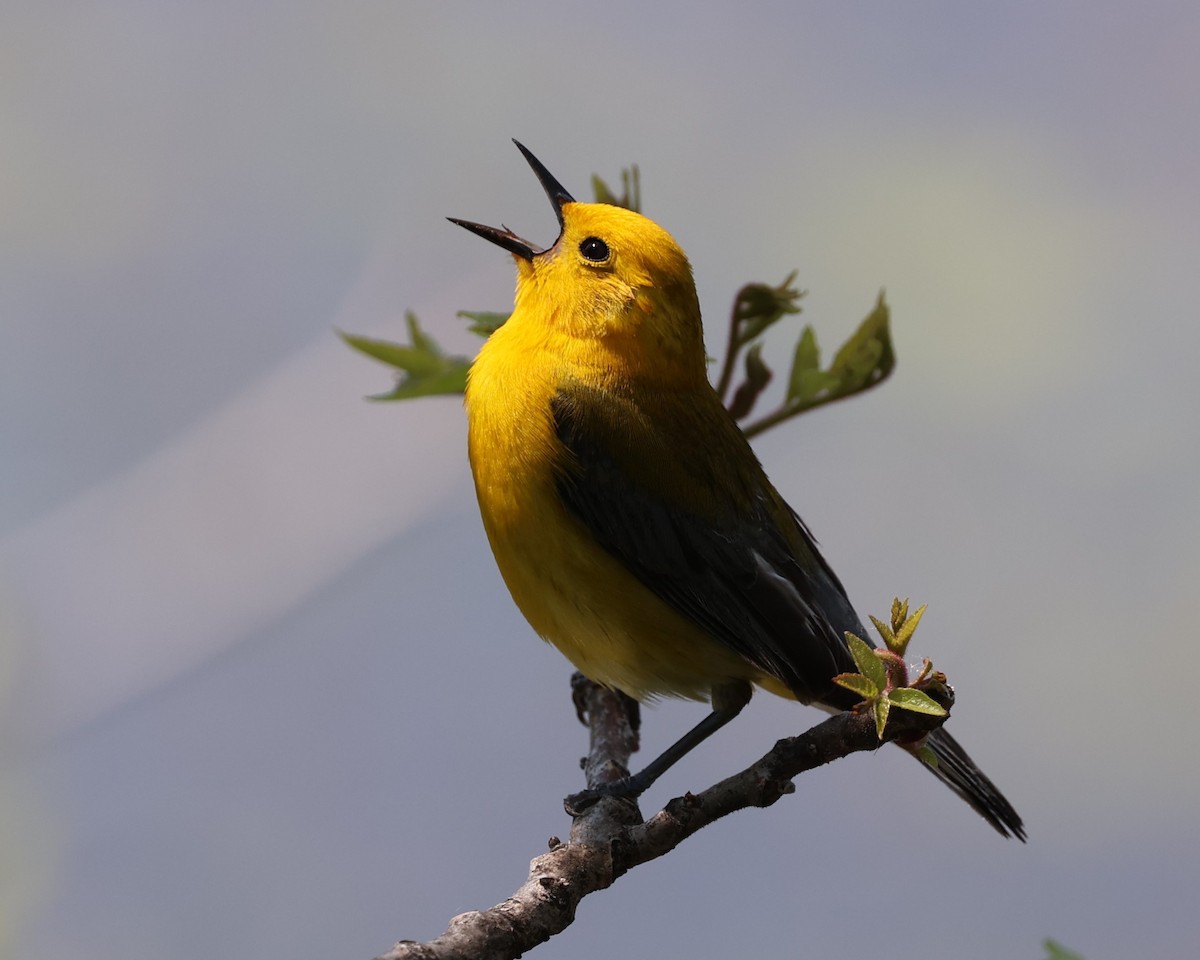 Prothonotary Warbler - ML619095909
