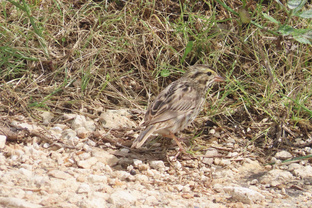 Savannah Sparrow - ML619095918