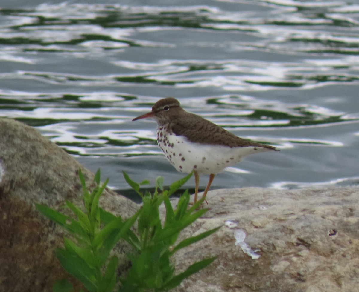 Spotted Sandpiper - Alan Boyd