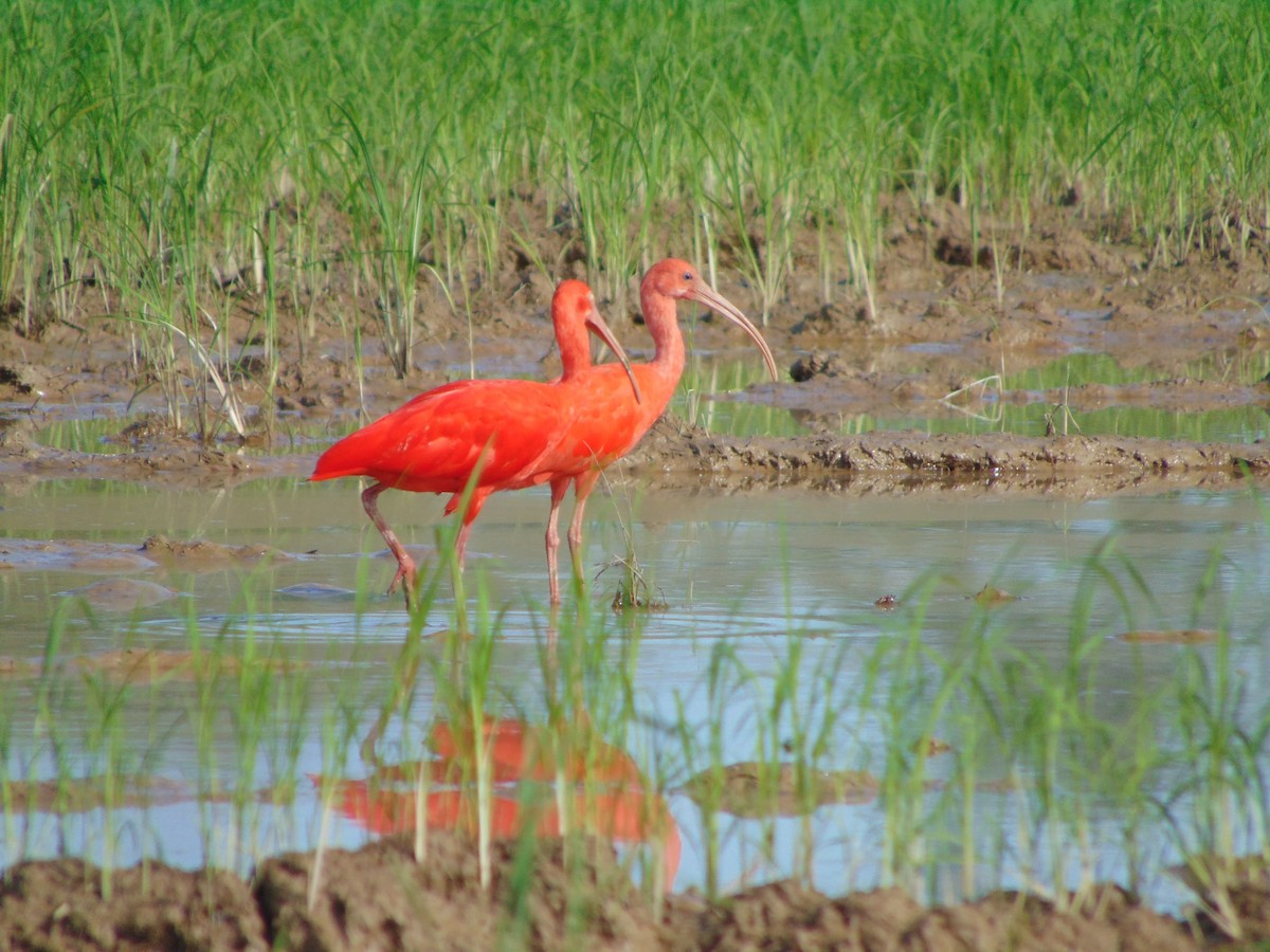 ibis rudý - ML619095936