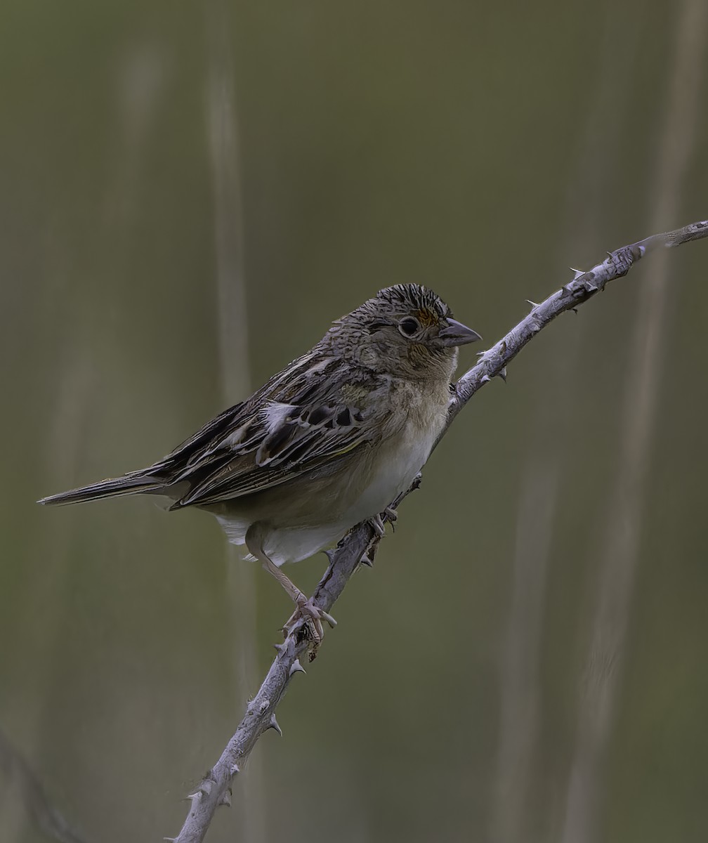 Grasshopper Sparrow - ML619095971