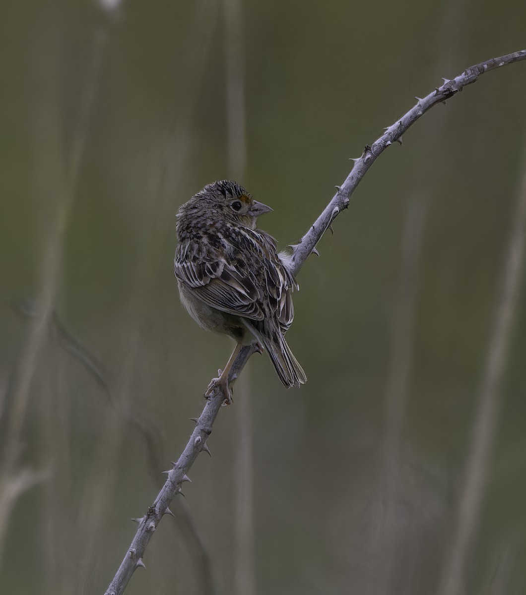 Grasshopper Sparrow - ML619095972