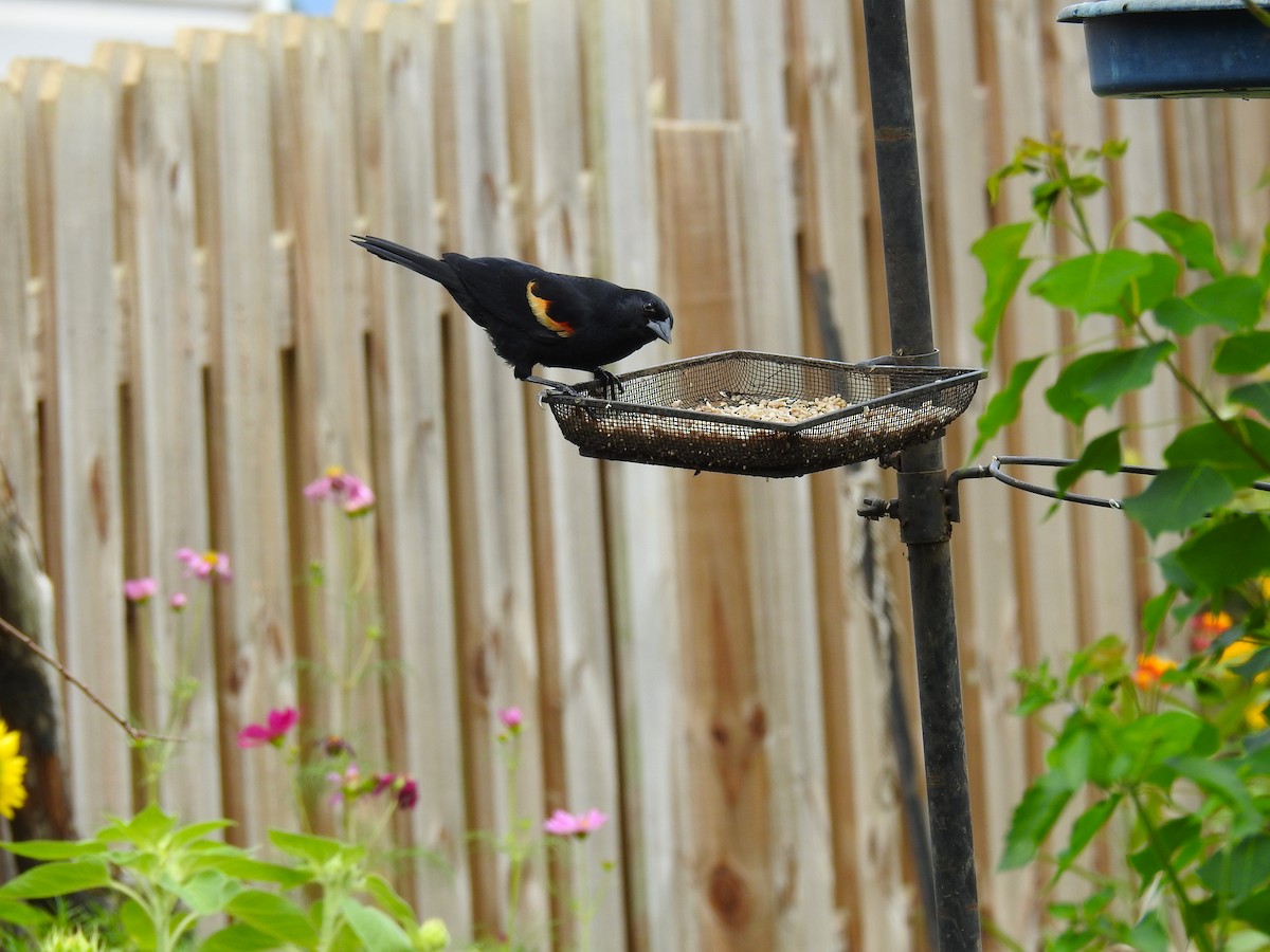 Red-winged Blackbird (Red-winged) - ML619095975
