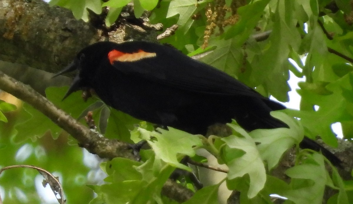 Red-winged Blackbird - ML619095996