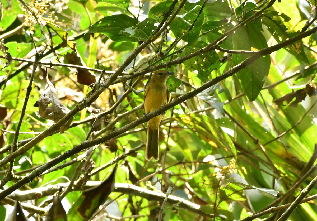 Tangara sp. (Thraupidae sp.) - ML619096005