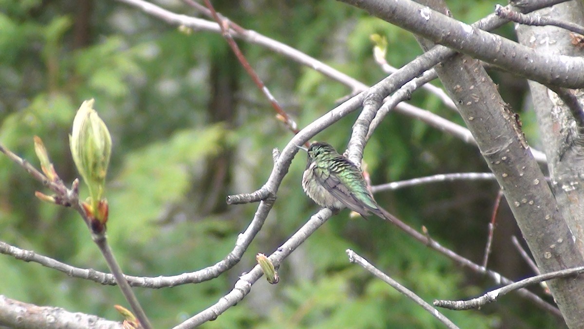Yakut Boğazlı Kolibri - ML619096026