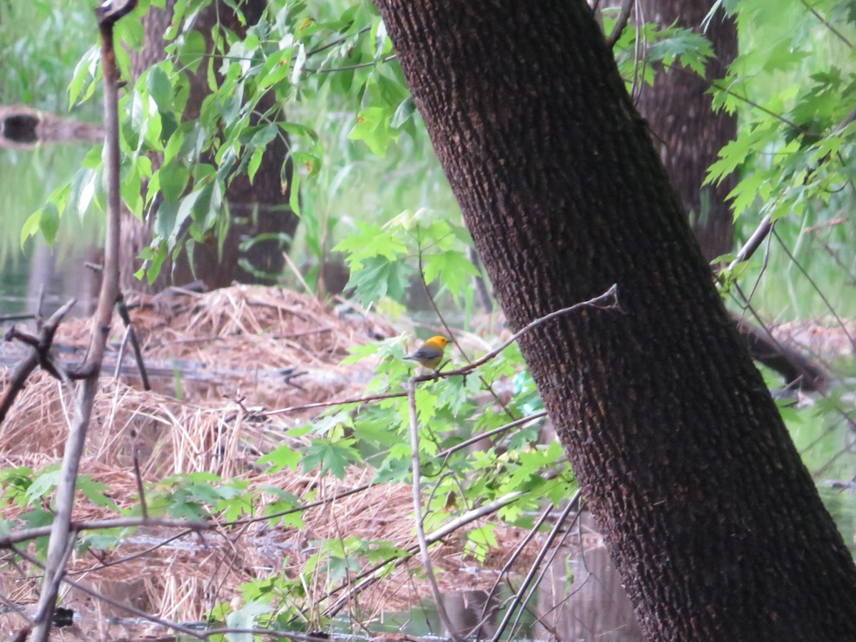 Prothonotary Warbler - ML619096032
