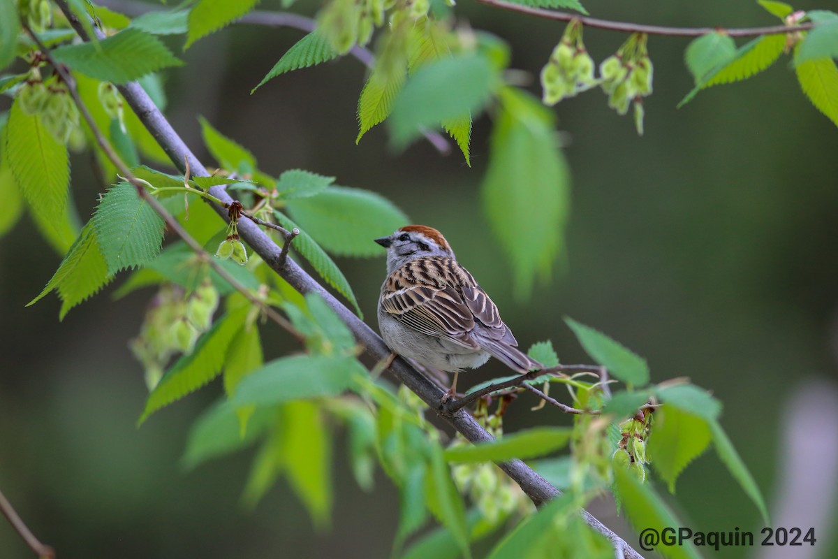 Chipping Sparrow - ML619096042