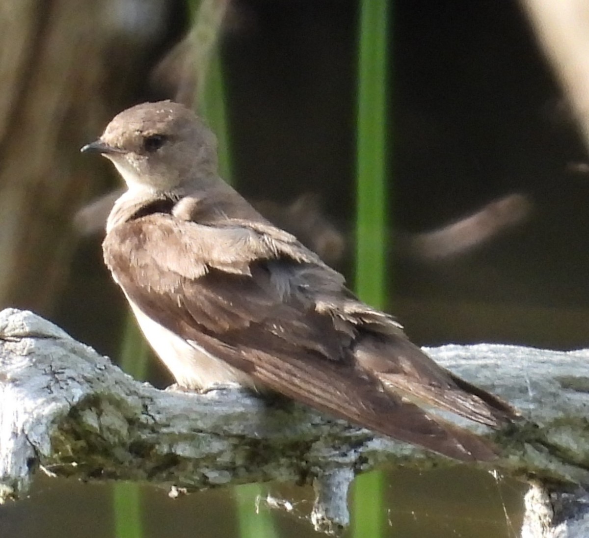 Northern Rough-winged Swallow - ML619096044