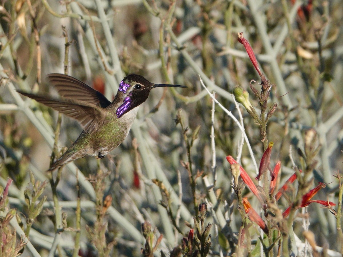 Costa's Hummingbird - ML619096045