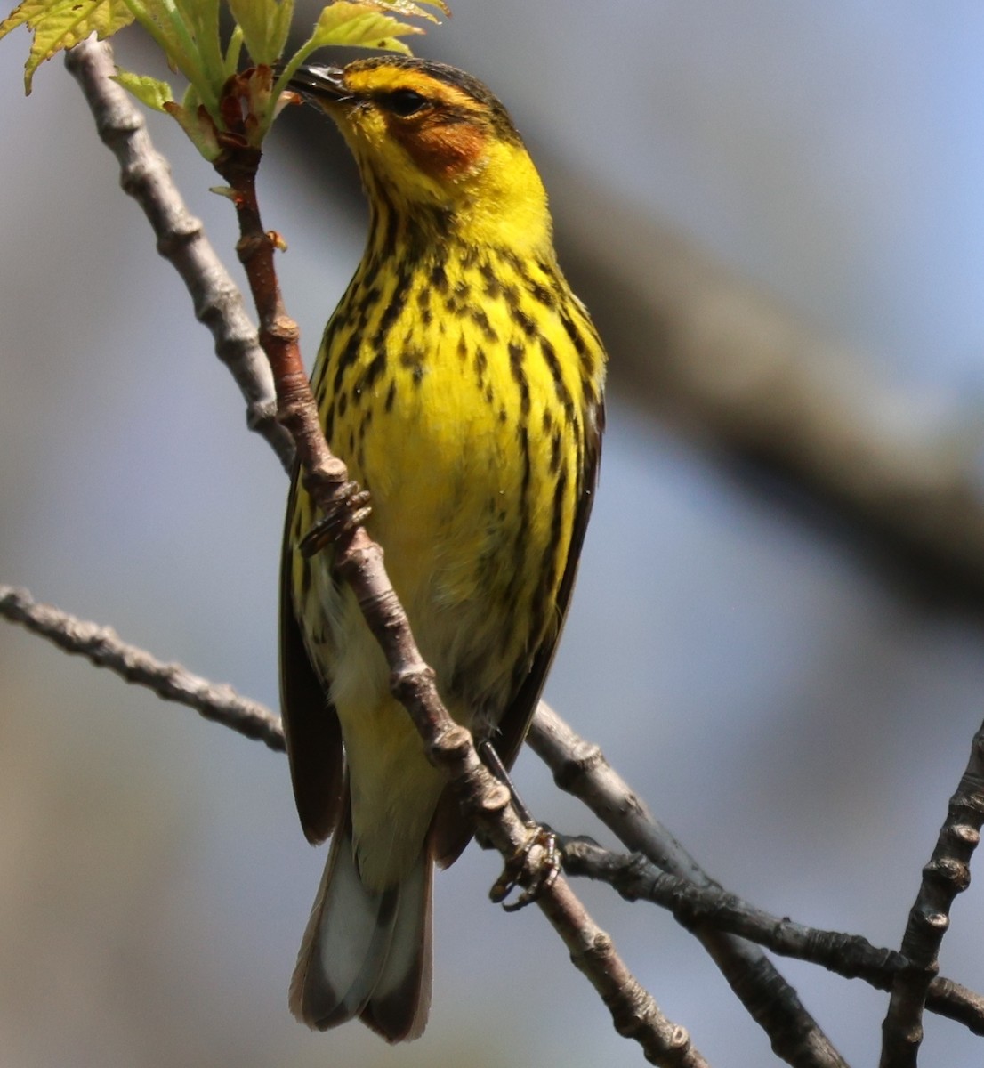 Cape May Warbler - ML619096101