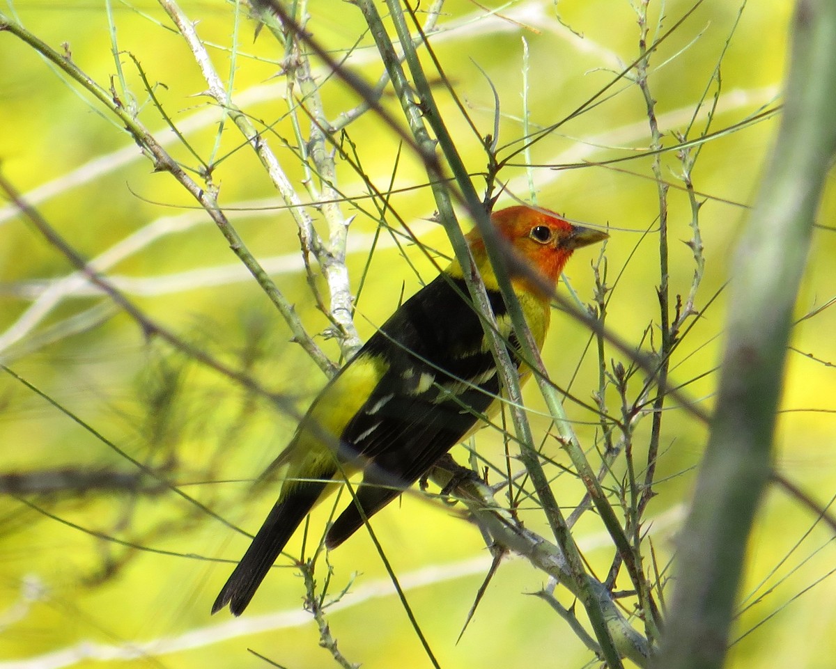 Western Tanager - ML619096103