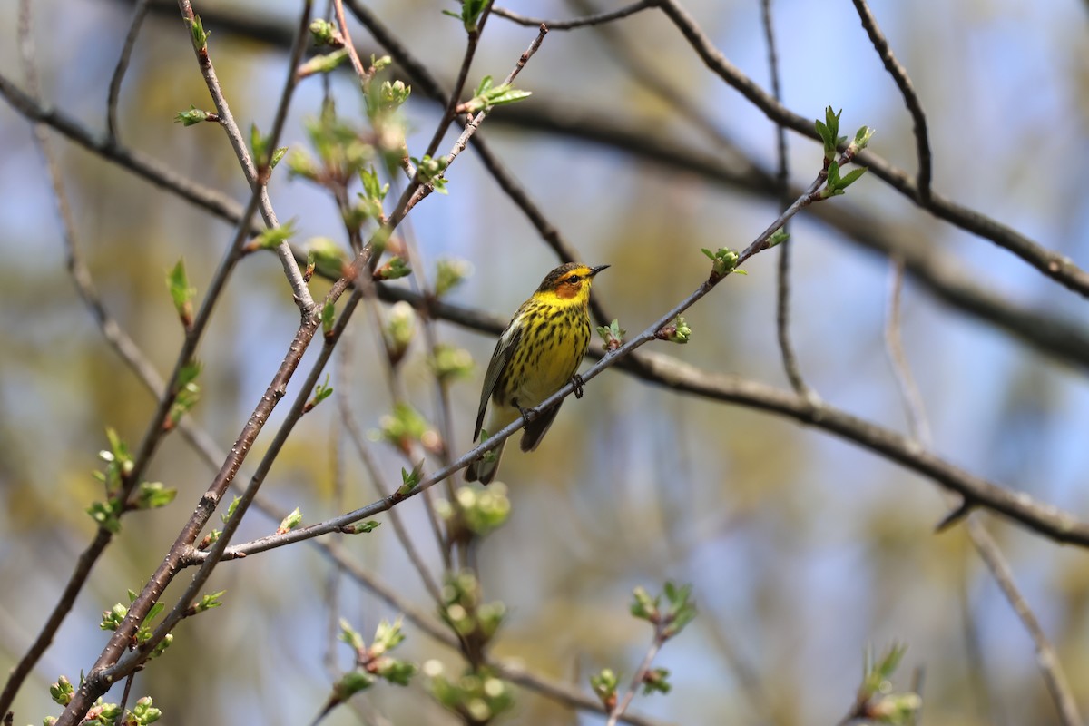Cape May Warbler - ML619096105