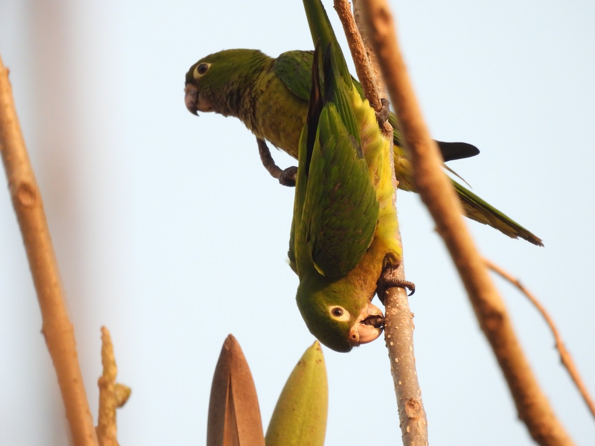 Olive-throated Parakeet - ML619096205