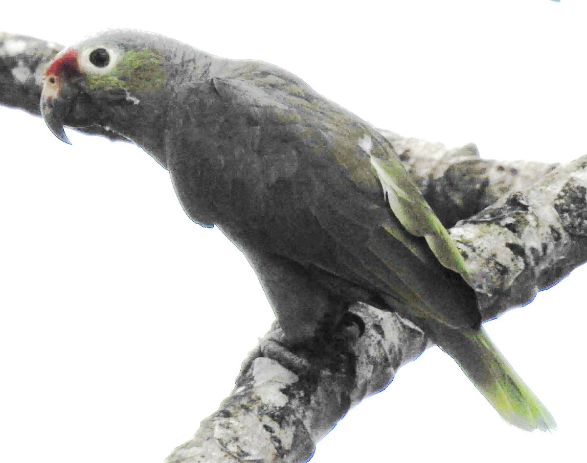 Red-lored Parrot - ML619096219