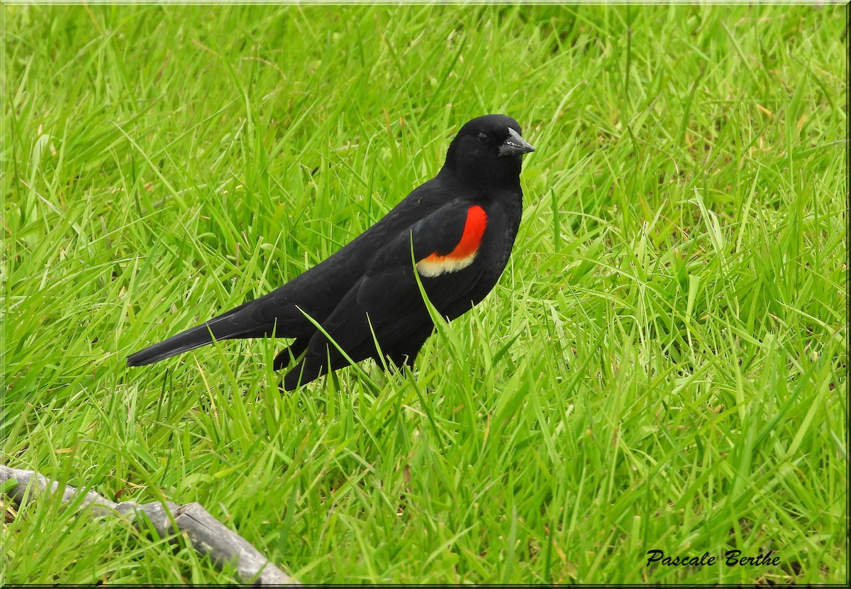 Red-winged Blackbird - ML619096221