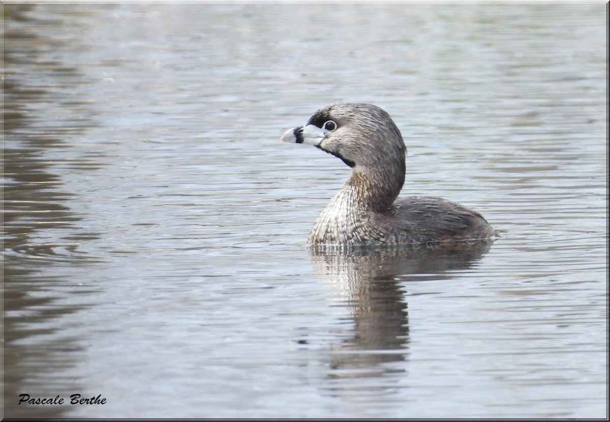 Pied-billed Grebe - Pascale Berthe