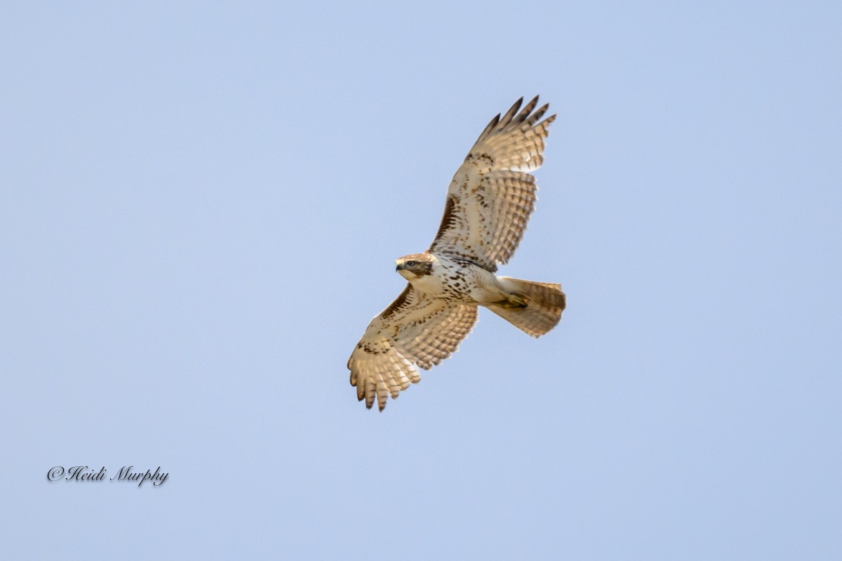 Red-tailed Hawk - ML619096259