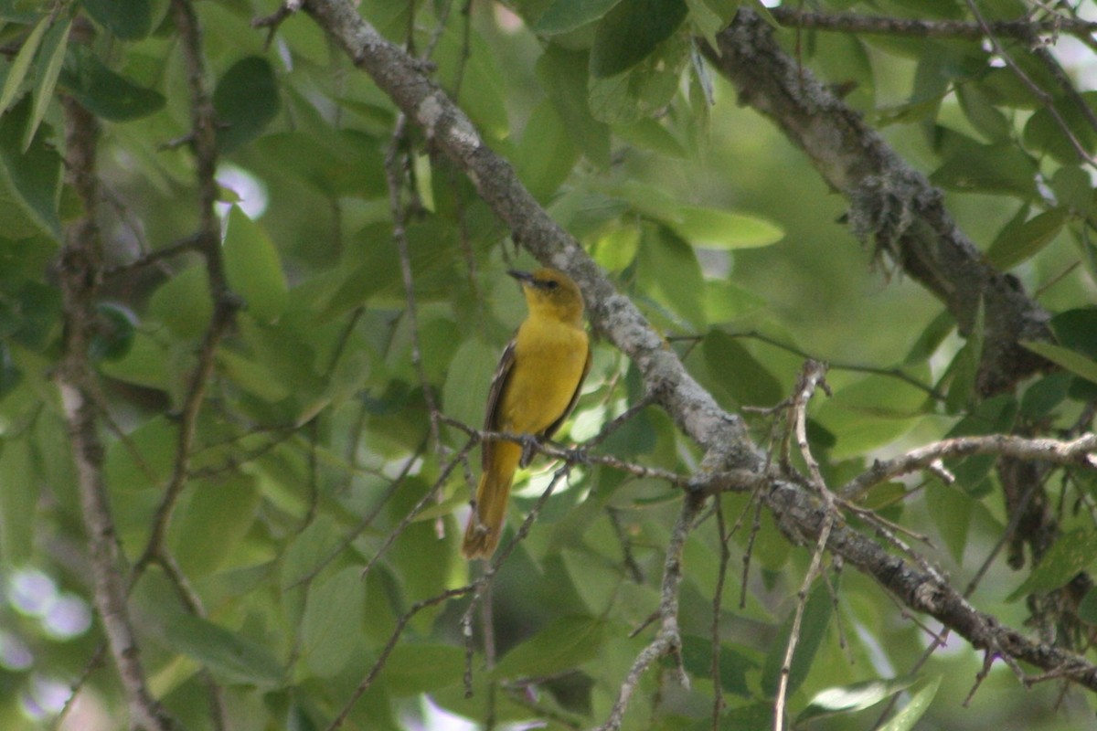 Orchard Oriole - ML619096261