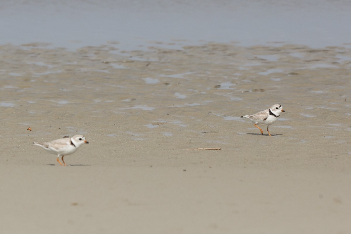 Piping Plover - ML619096275