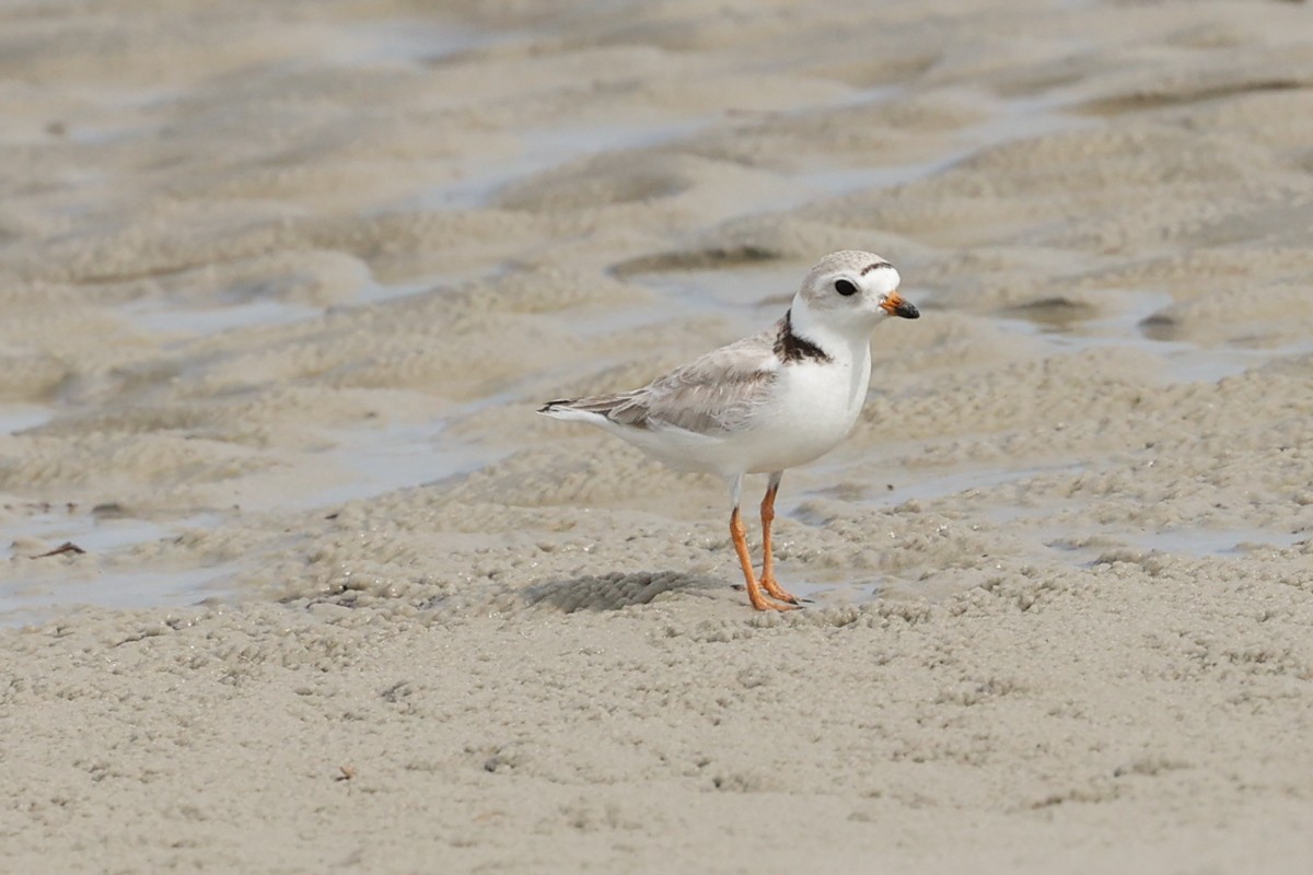 Piping Plover - ML619096276