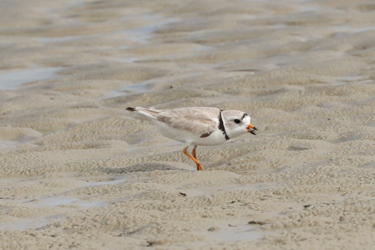 Piping Plover - ML619096277