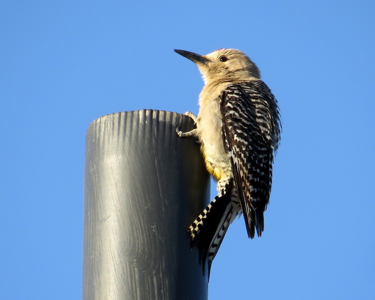 Gila Woodpecker - ML619096310