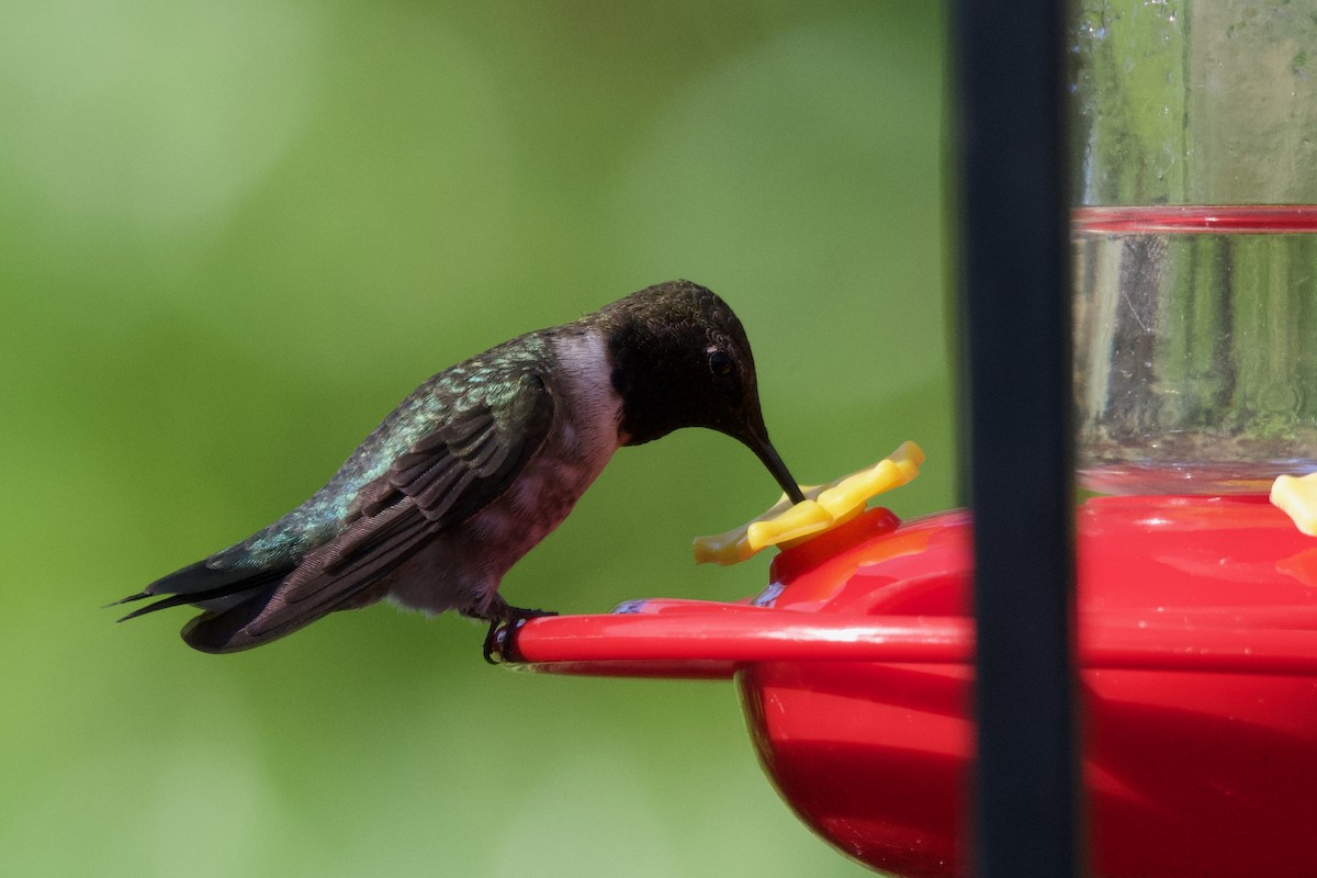 Black-chinned Hummingbird - ML619096356