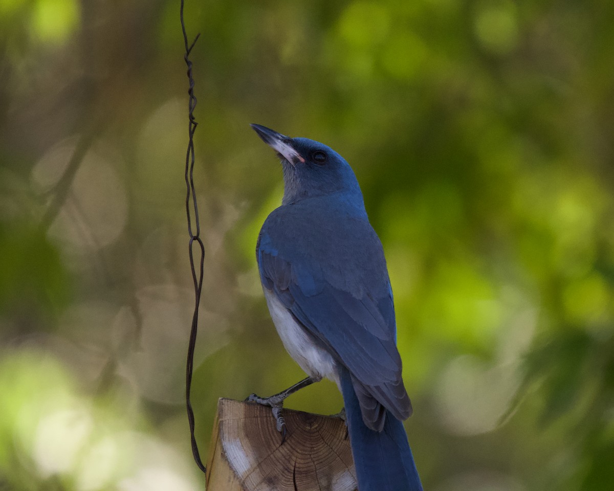 Mexican Jay - ML619096366