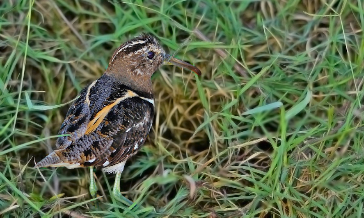 South American Painted-Snipe - ML619096368