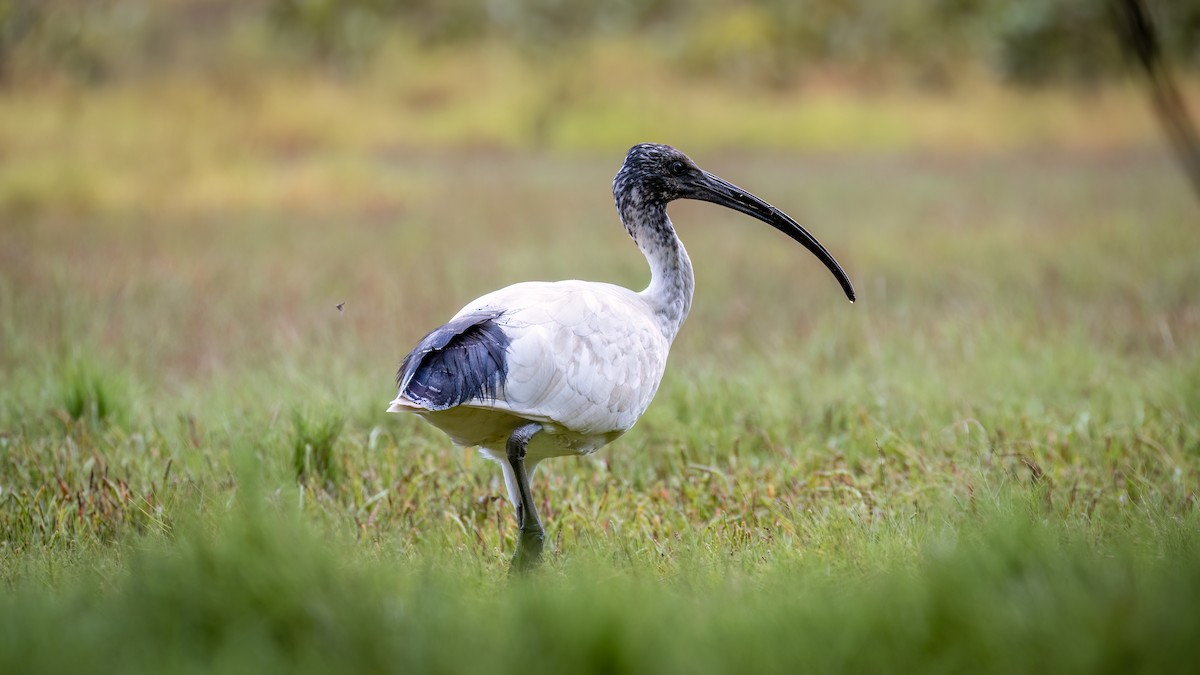 ibis australský - ML619096372
