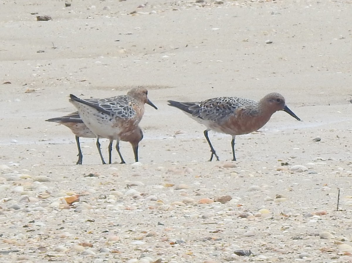 Red Knot - ML619096425