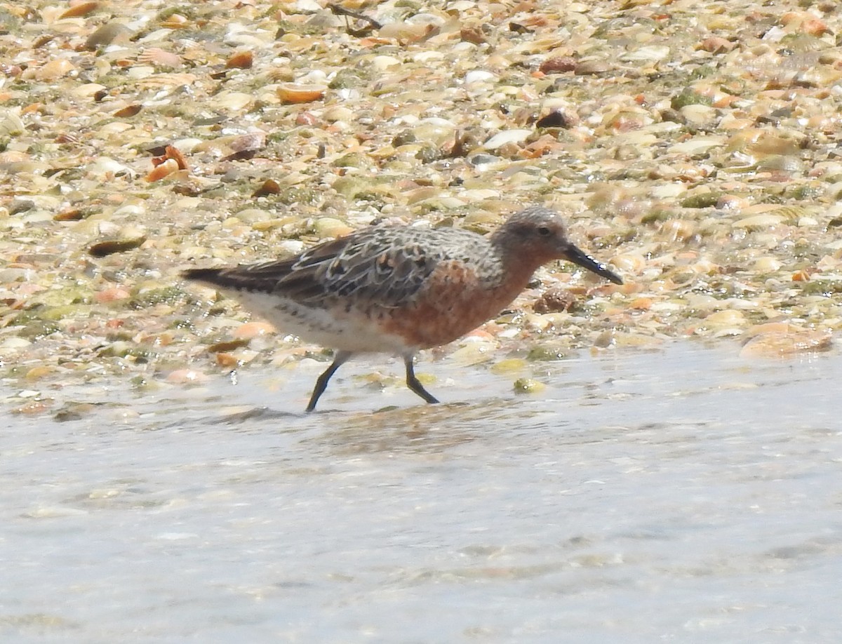 Red Knot - ML619096442