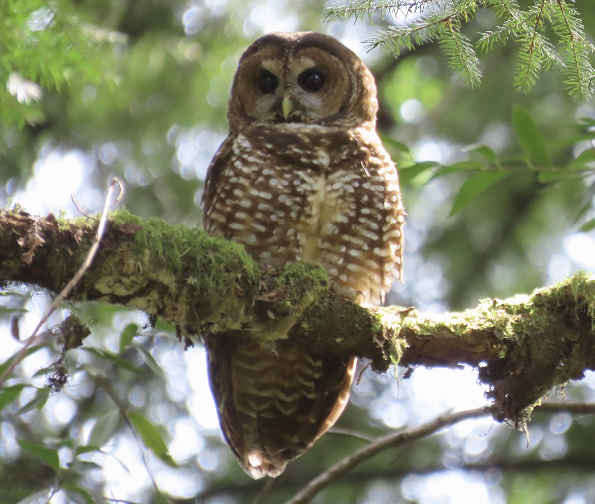 Spotted Owl - ML619096452