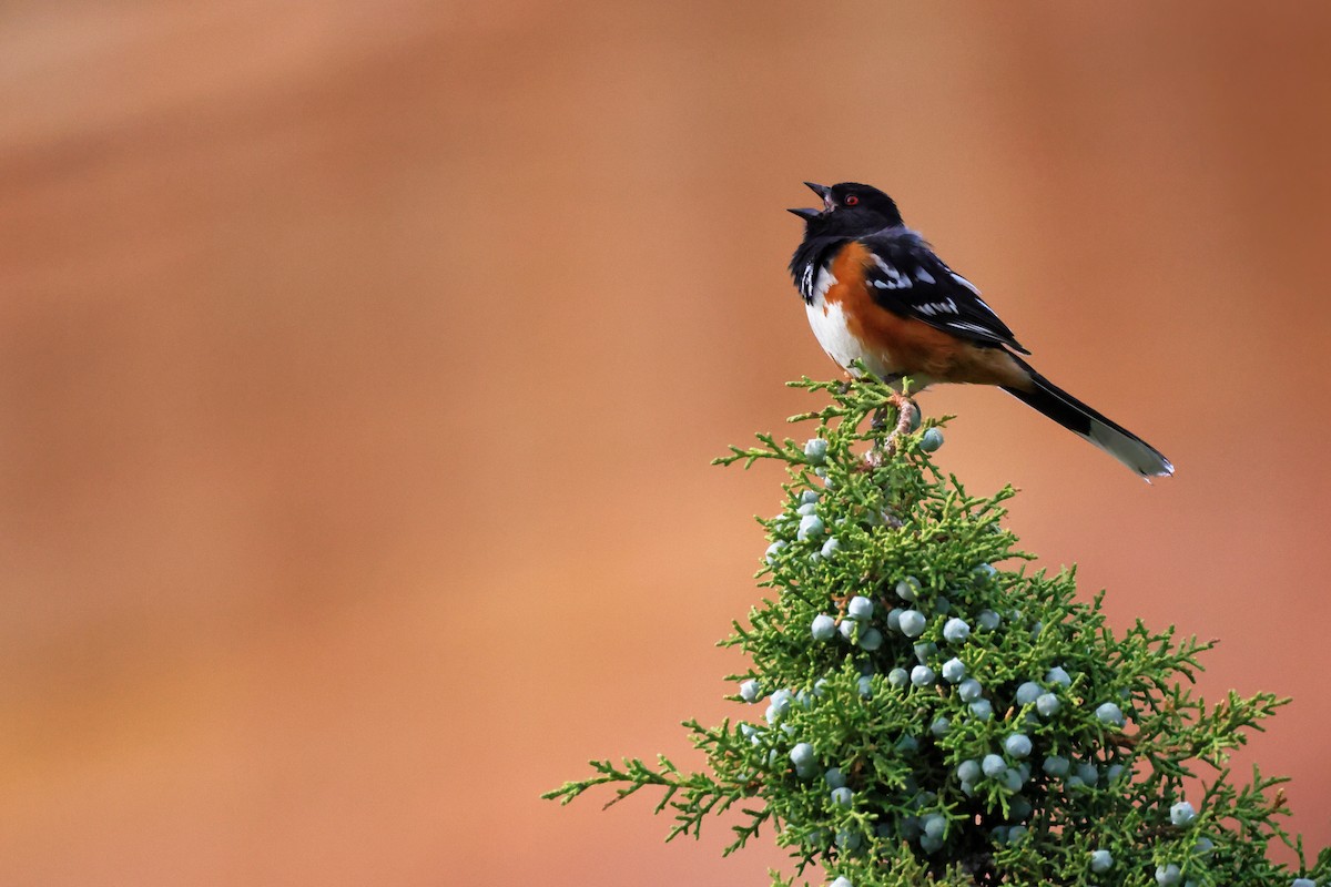 Spotted Towhee - ML619096454