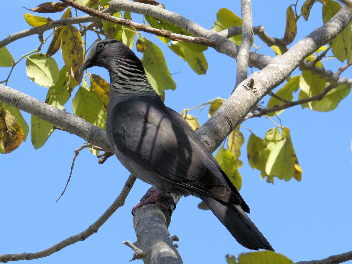White-crowned Pigeon - ML619096468