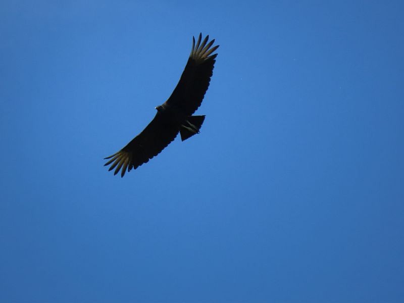 Black Vulture - Tracy The Birder