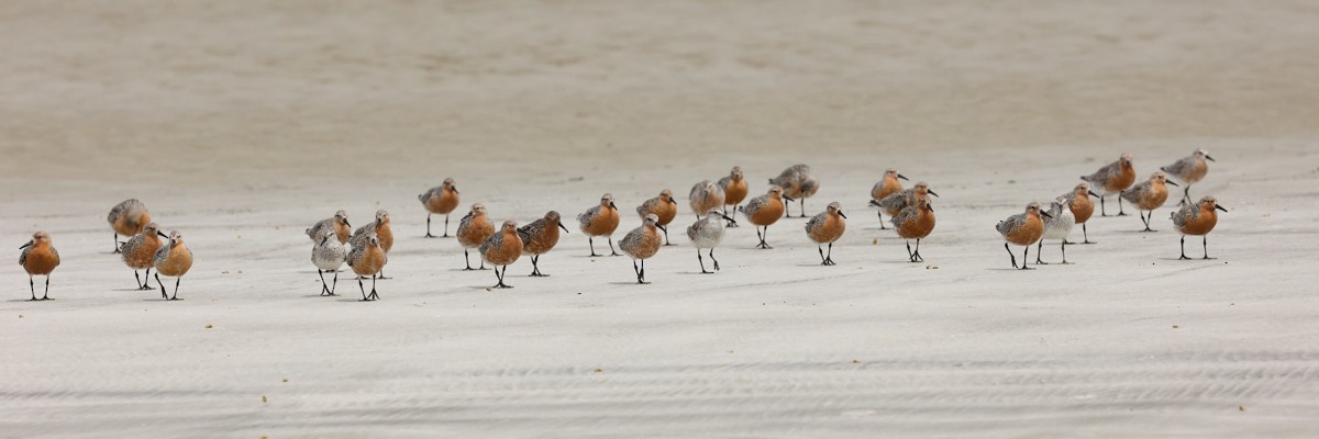 Red Knot - ML619096510
