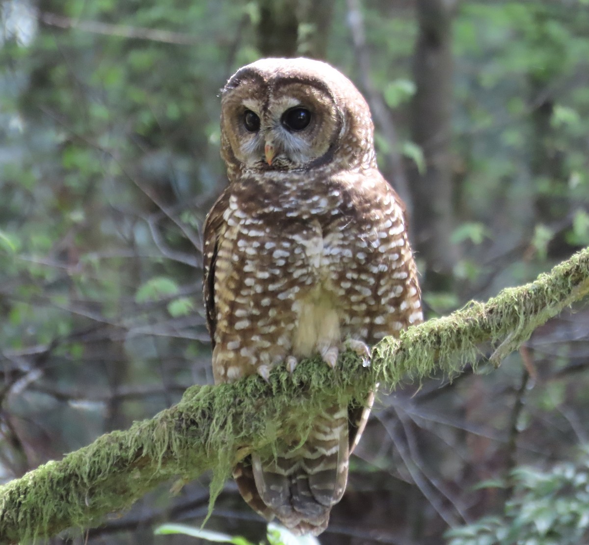 Spotted Owl - ML619096517