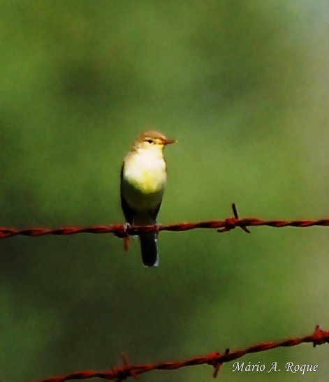 Melodious Warbler - ML619096532