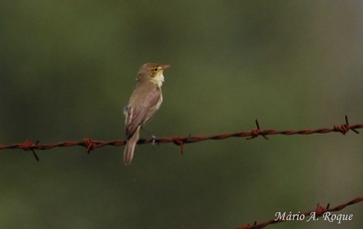 Melodious Warbler - ML619096533