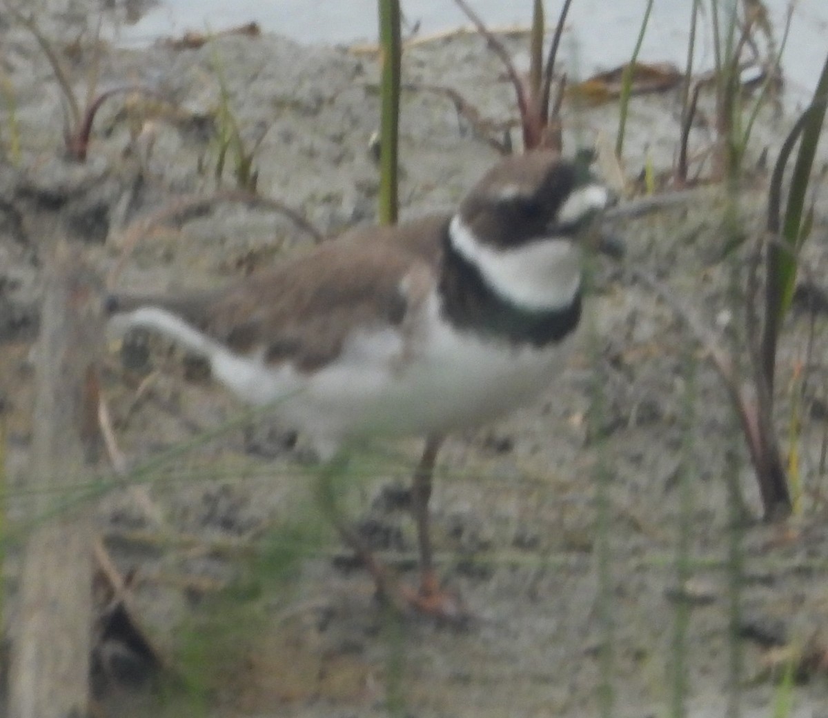 Semipalmated Plover - ML619096534