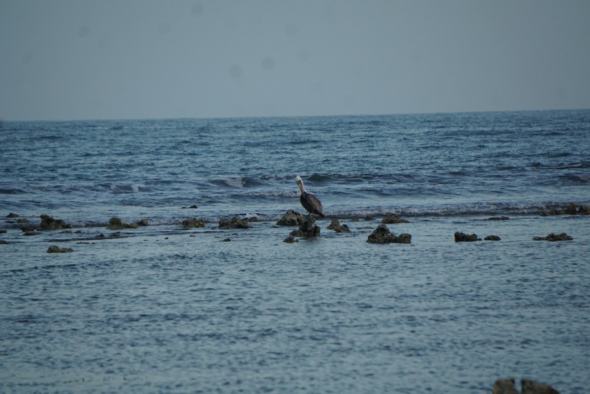 pelikán hnědý - ML619096551