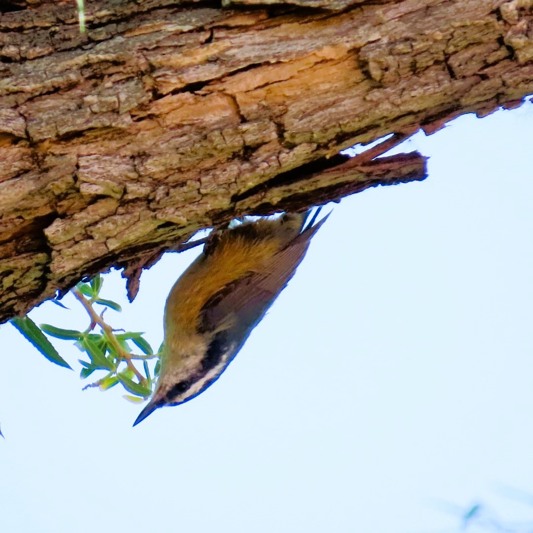 Red-breasted Nuthatch - ML619096554