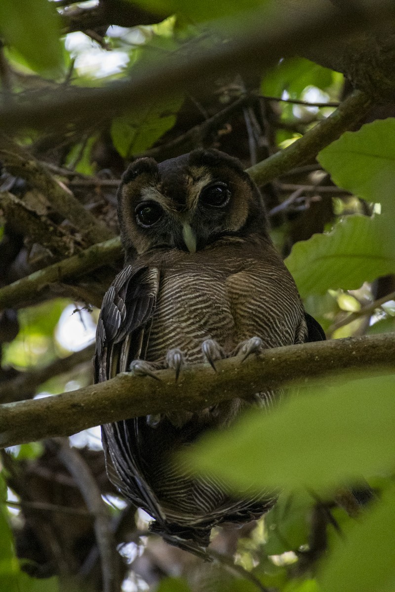 Brown Wood-Owl - ML619096565