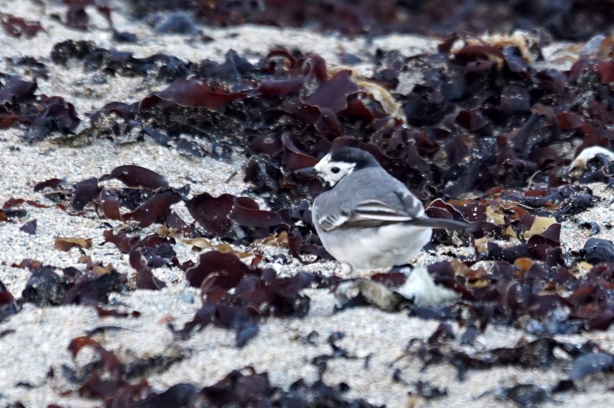 White Wagtail (White-faced) - ML619096572